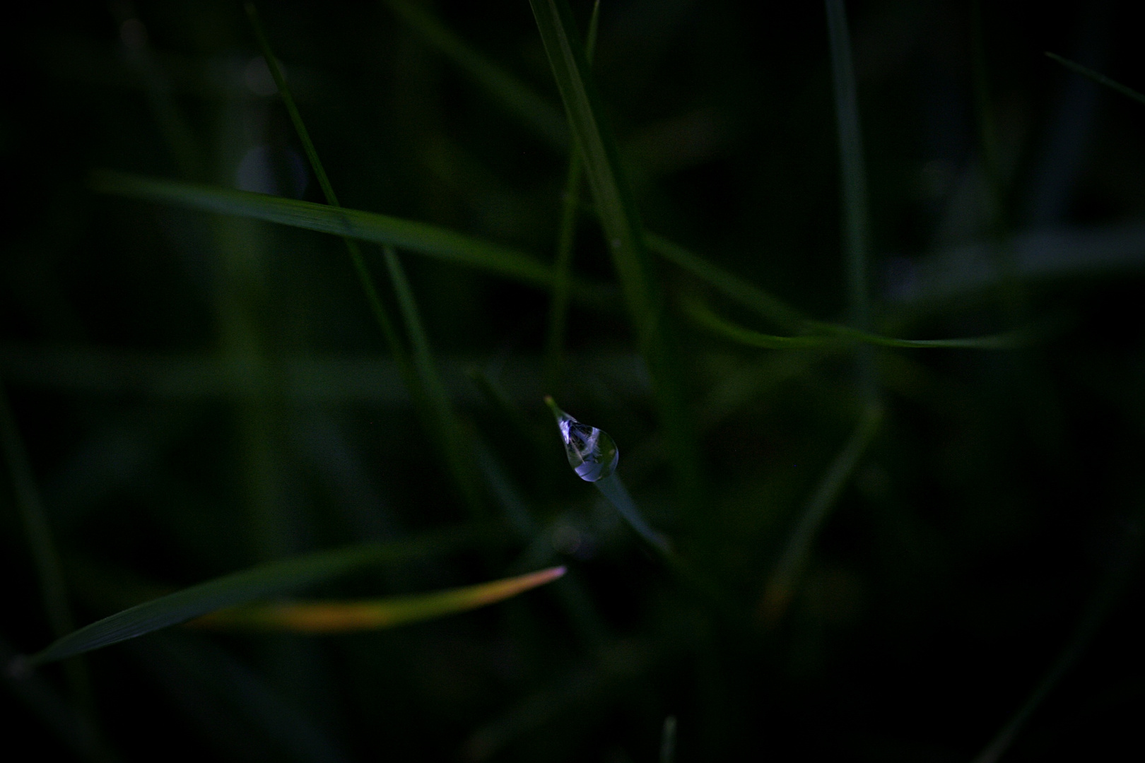 Tropfen im Gras