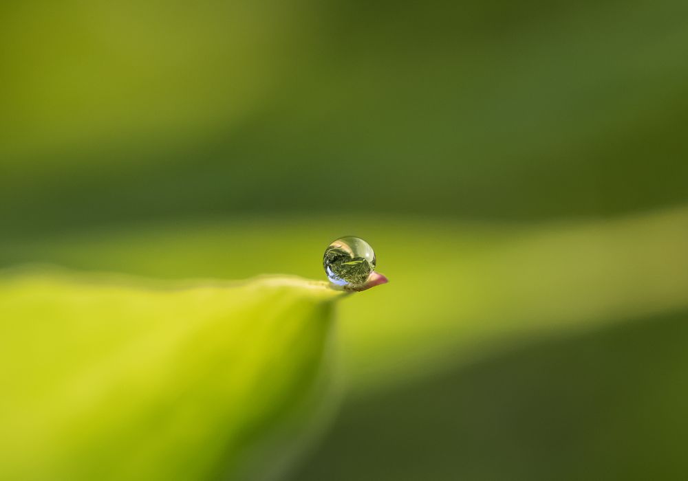 Tropfen im Grünen