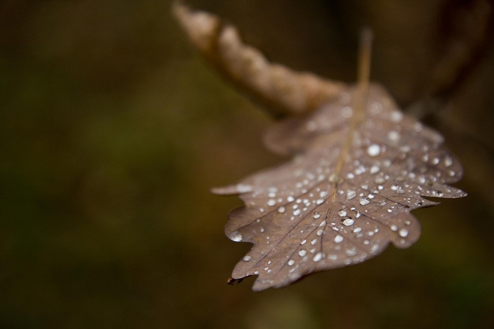 Tropfen im Herbst