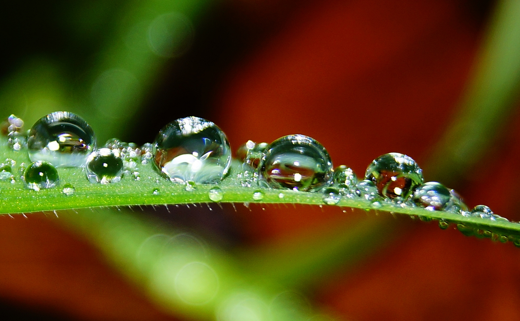 Tropfen im Herbst