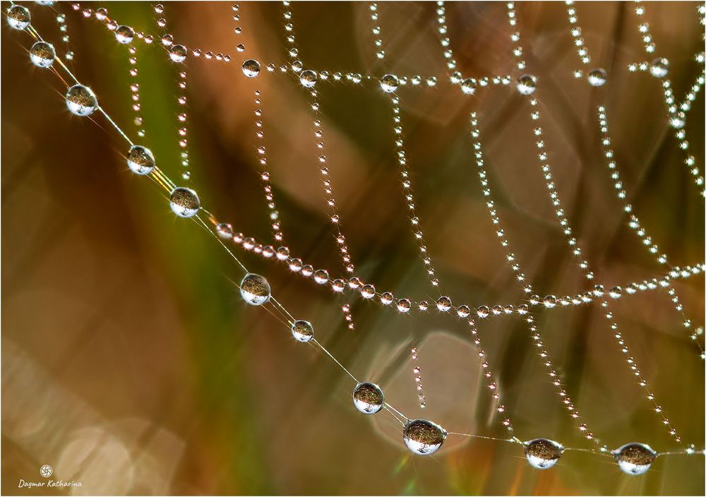 Tropfen im Herbstlicht