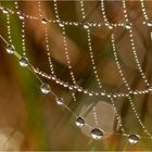 Tropfen im Herbstlicht