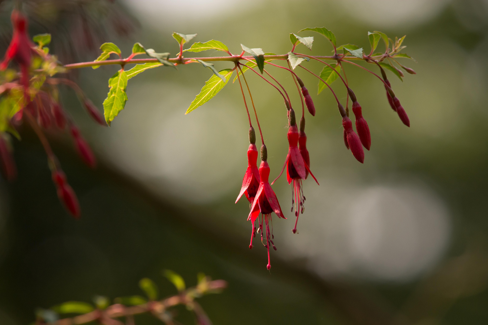 Tropfen im japanischen Garten...