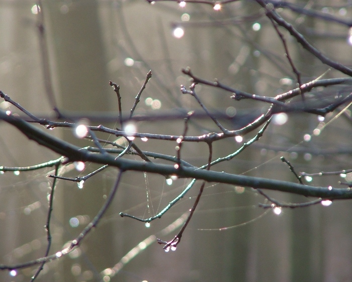 Tropfen im Licht