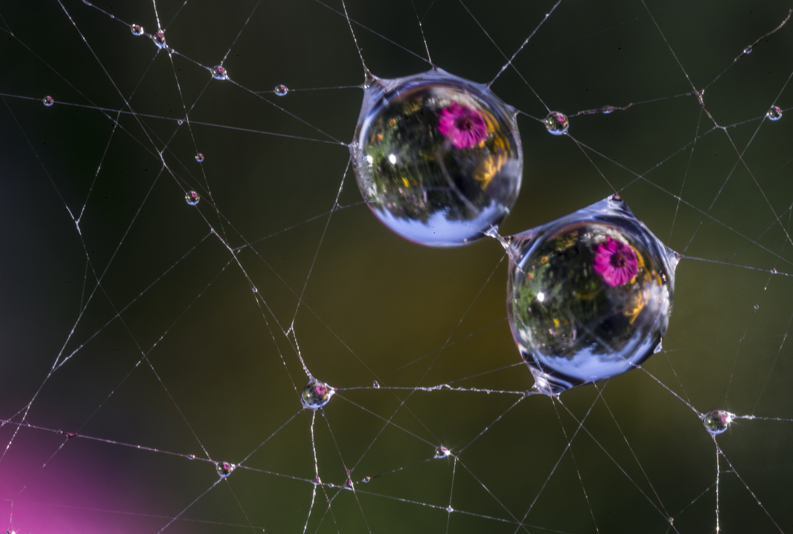 Tropfen im Spinnennetz, darin Cosmeablüte
