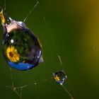 Tropfen im Spinnennetz, darin Sonnenblumenblüte