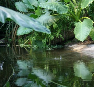 Tropfen im Teich