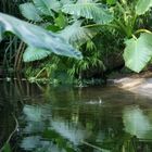 Tropfen im Teich