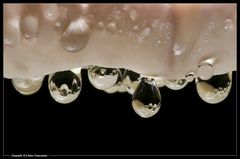 Tropfen im Tropfen – Mushroom with drops