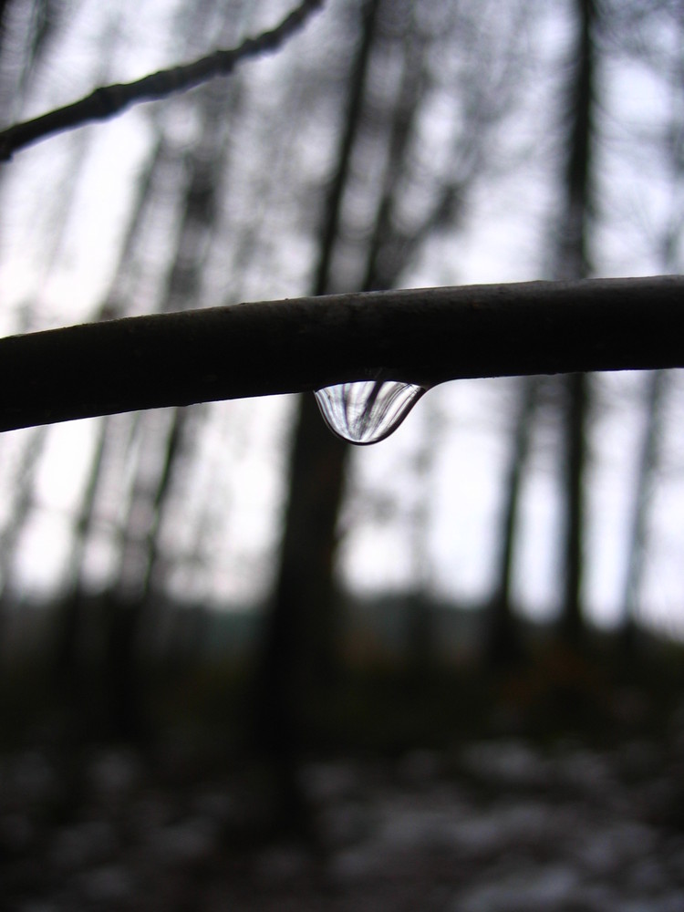 Tropfen im Wald