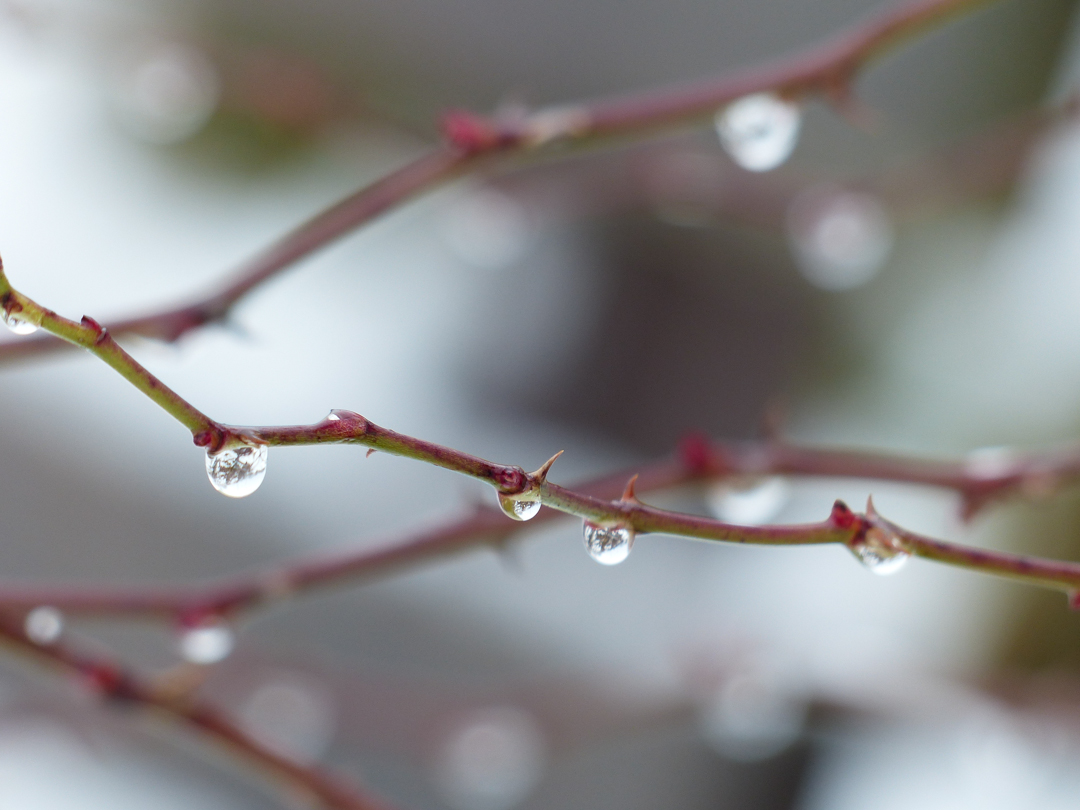 Tropfen im Winter