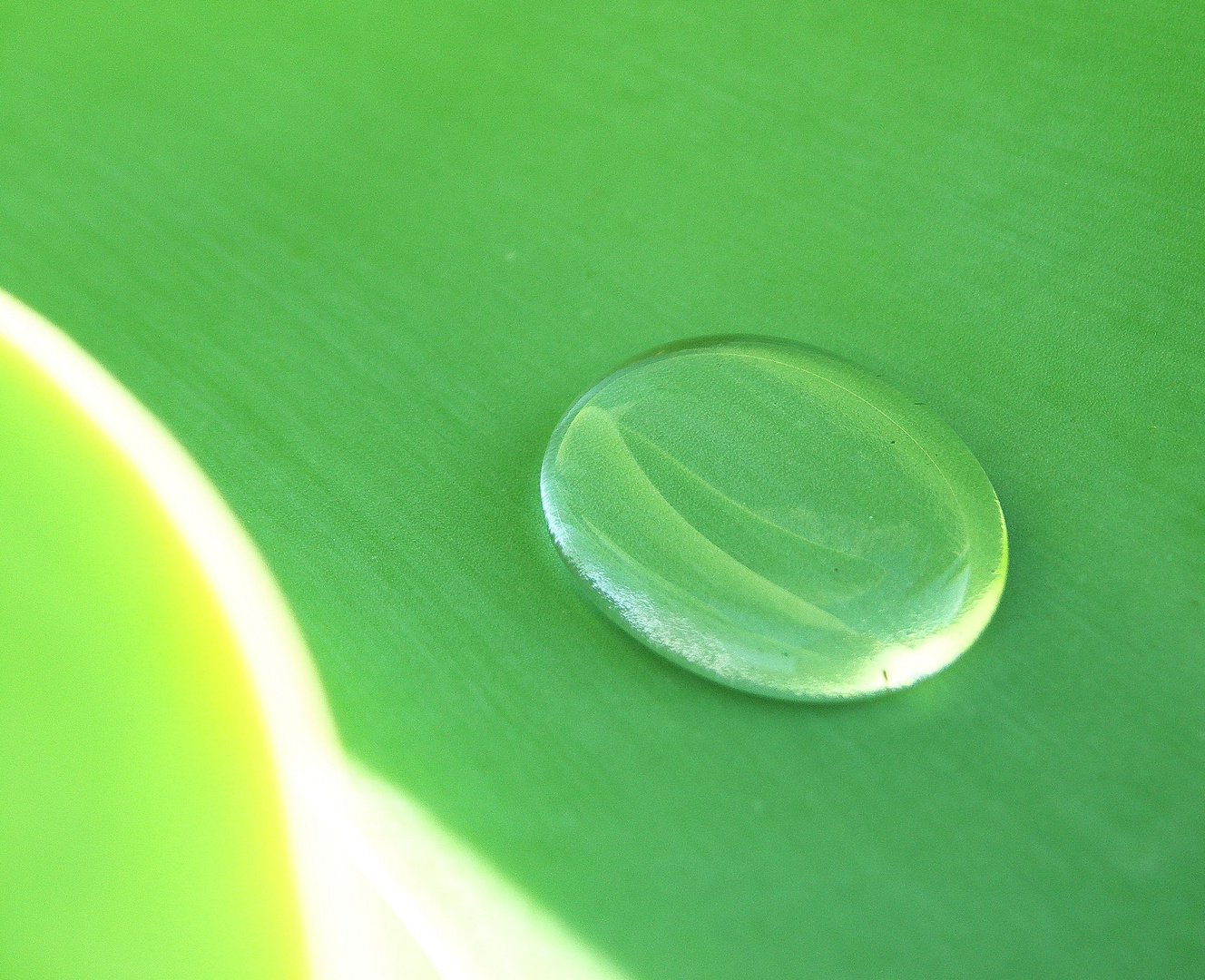 Tropfen in Agave