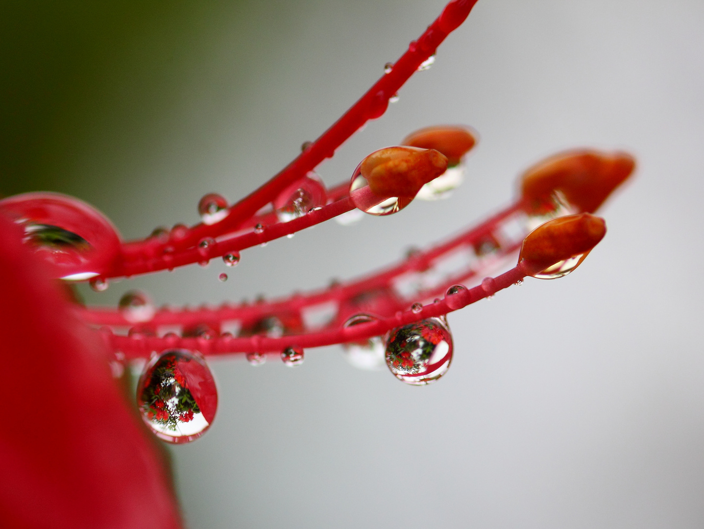 Tropfen in Azaleen-Blüte