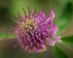 Tropfen in der Blüte