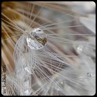 Tropfen in Pusteblume