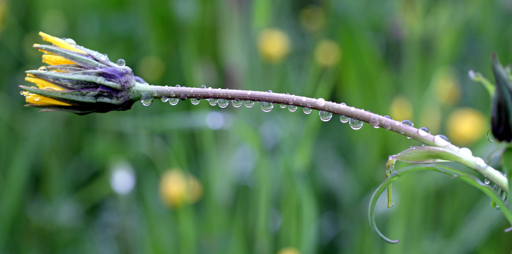 Tropfen in Reihe und Glied