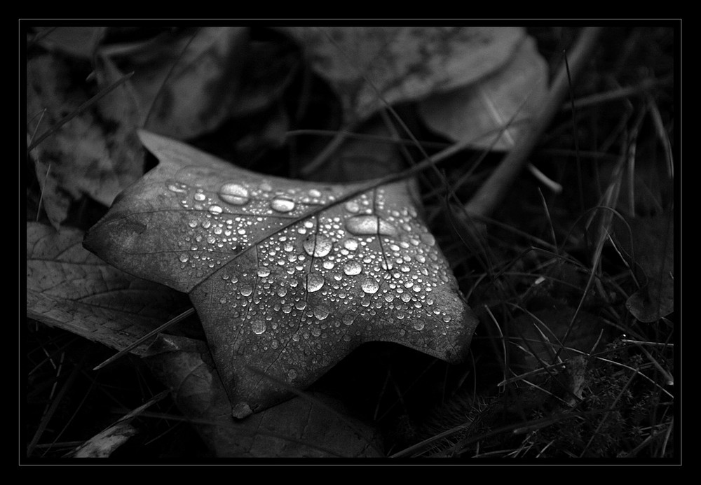 Tropfen in schwarz/weiß