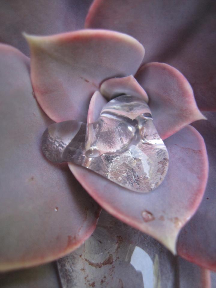 Tropfen in Sempervivum