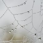Tropfen in Spinnenweben