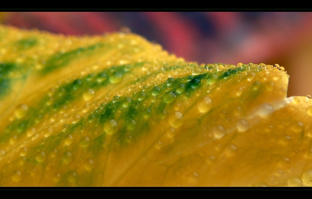 Tropfen - Kolbenlilie "Cordyline fruticosa" - Erfrischend anders;)