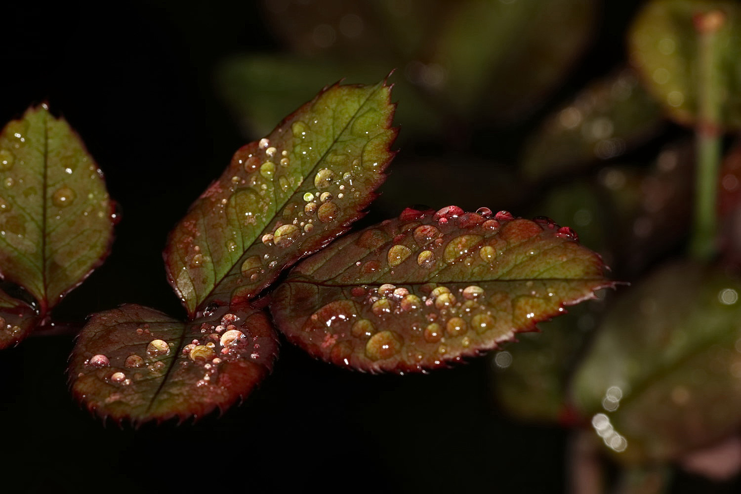 Tropfen nach dem Regen