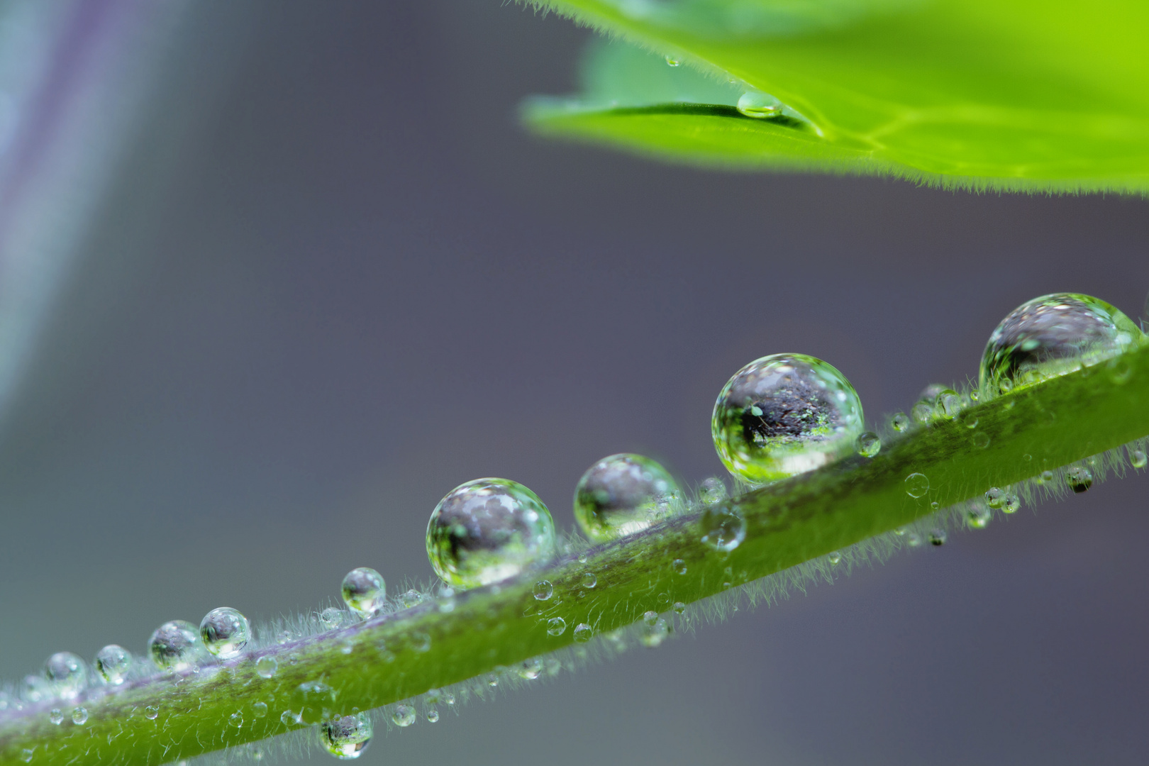 Tropfen nach einem Regenschauer