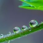 Tropfen nach einem Regenschauer