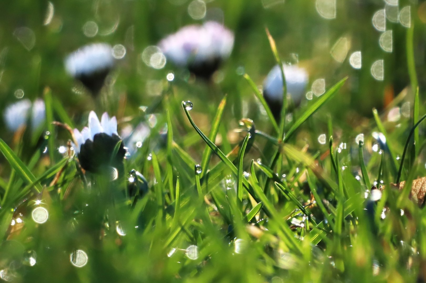 Tropfen oder Gänseblümchen?