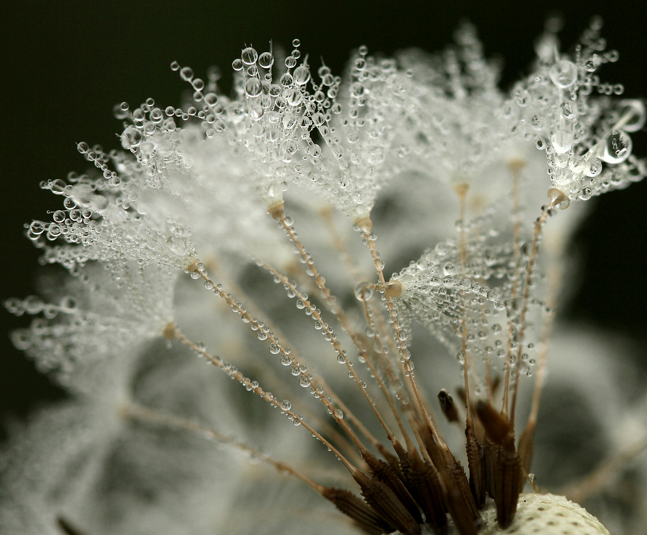 Tropfen- Pusteblume