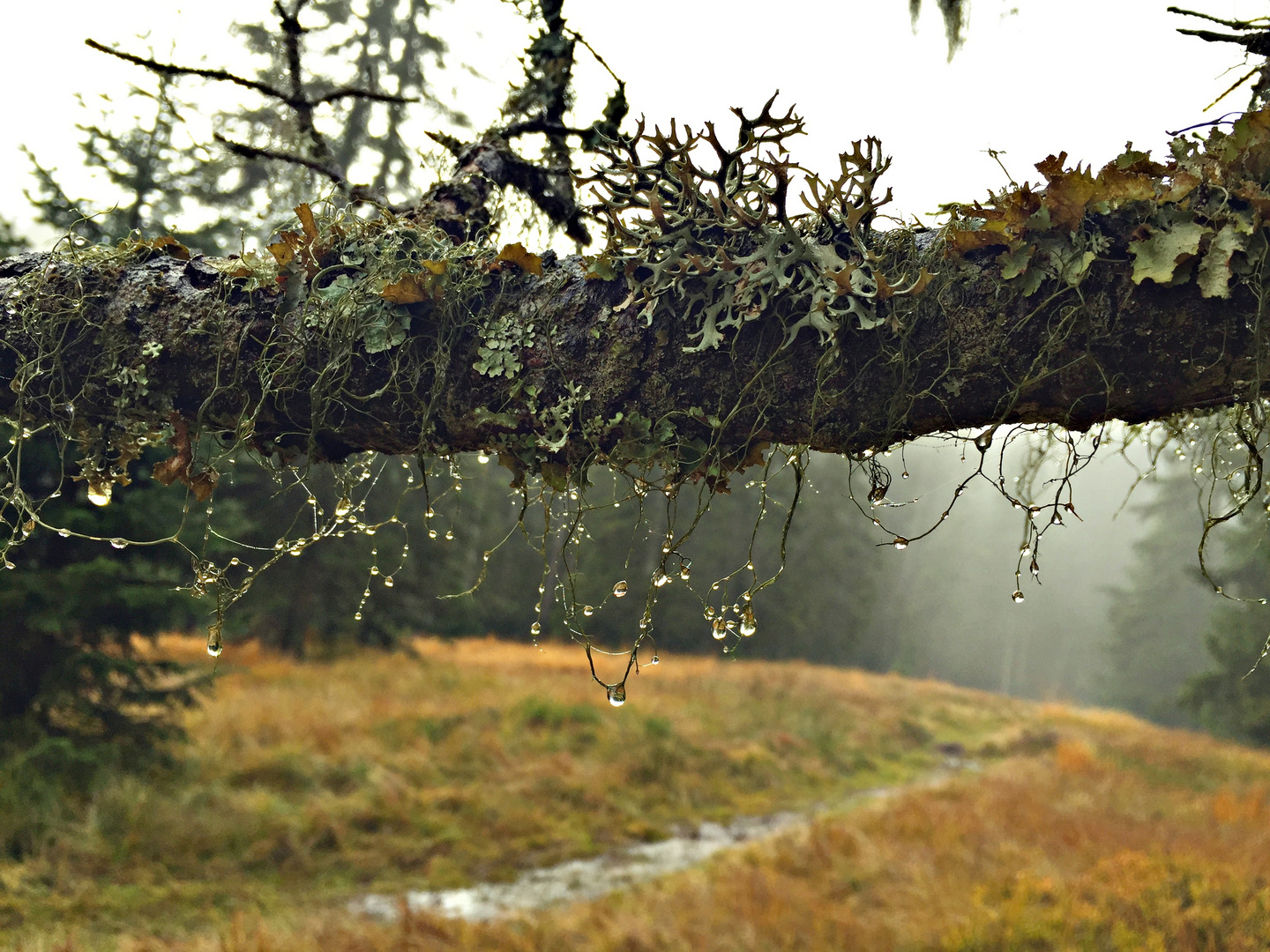 Tropfen-Schaukel