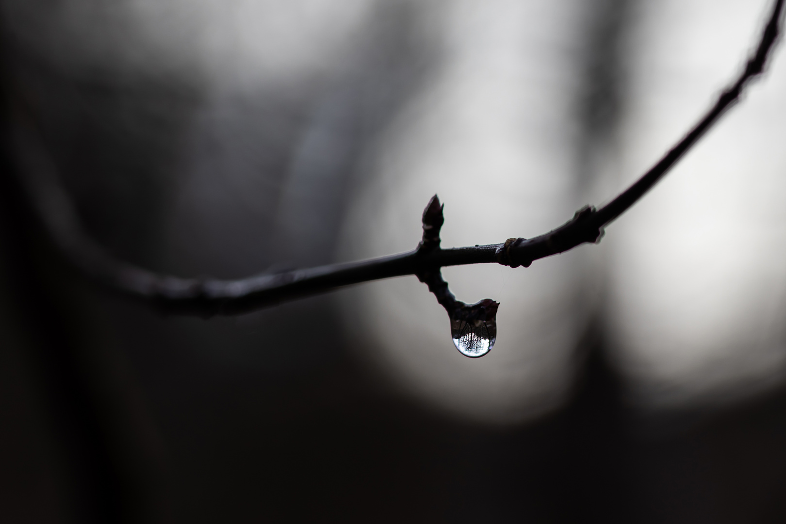 Tropfen tief im Winterwald