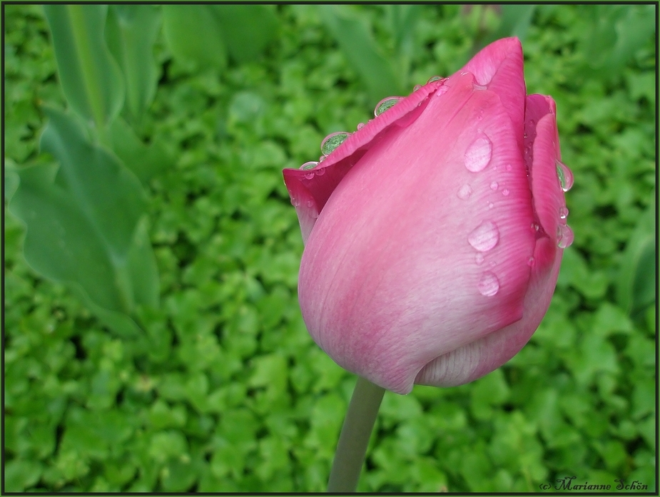 Tropfen-Tulpe...