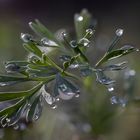 Tropfen und Blatt