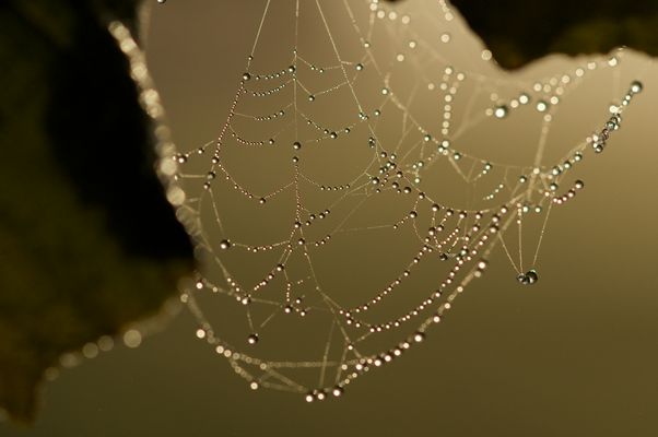 Tropfen vom Netz aufgefangen