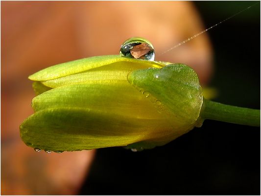 Tropfenblatt auf Butterblümchen