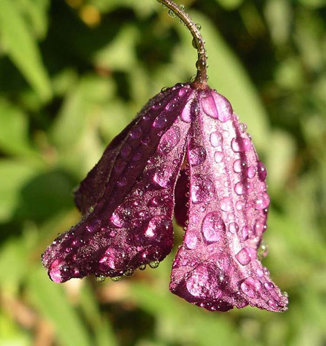 "Tropfenblüte"