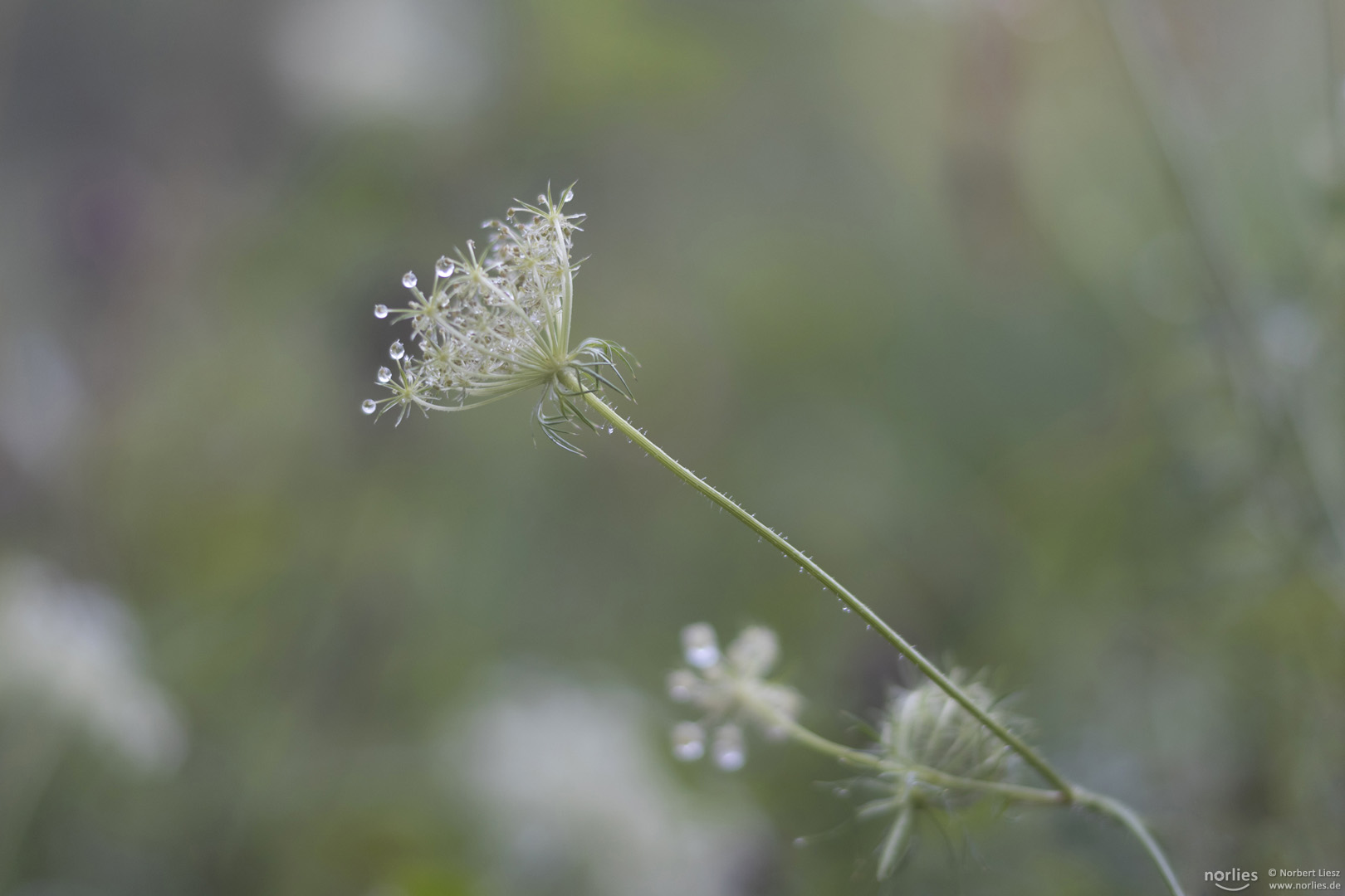 Tropfenblume