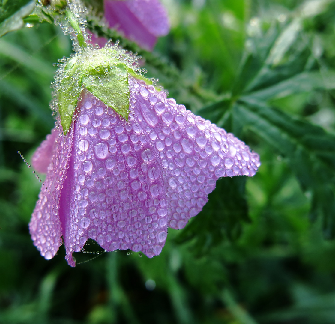 "Tropfenblume"