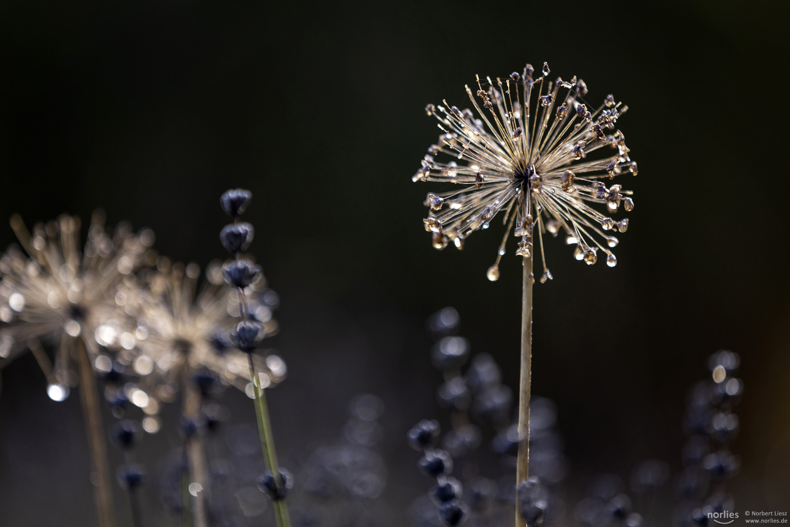 Tropfenblumen