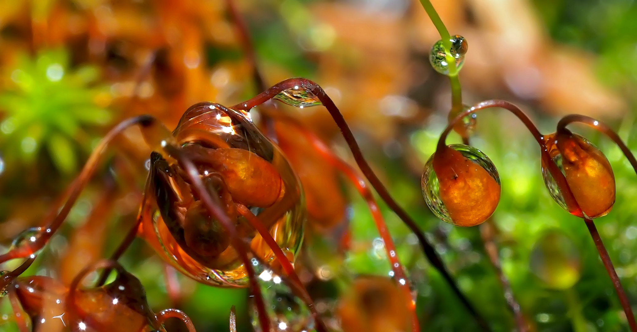 Tropfende Moos-Sporenkapseln im tiefen Wald. - Capsules de spores de mousse dans la forêt.