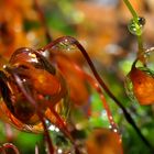 Tropfende Moos-Sporenkapseln im tiefen Wald. - Capsules de spores de mousse dans la forêt.