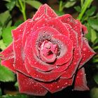 Tropfende Rose