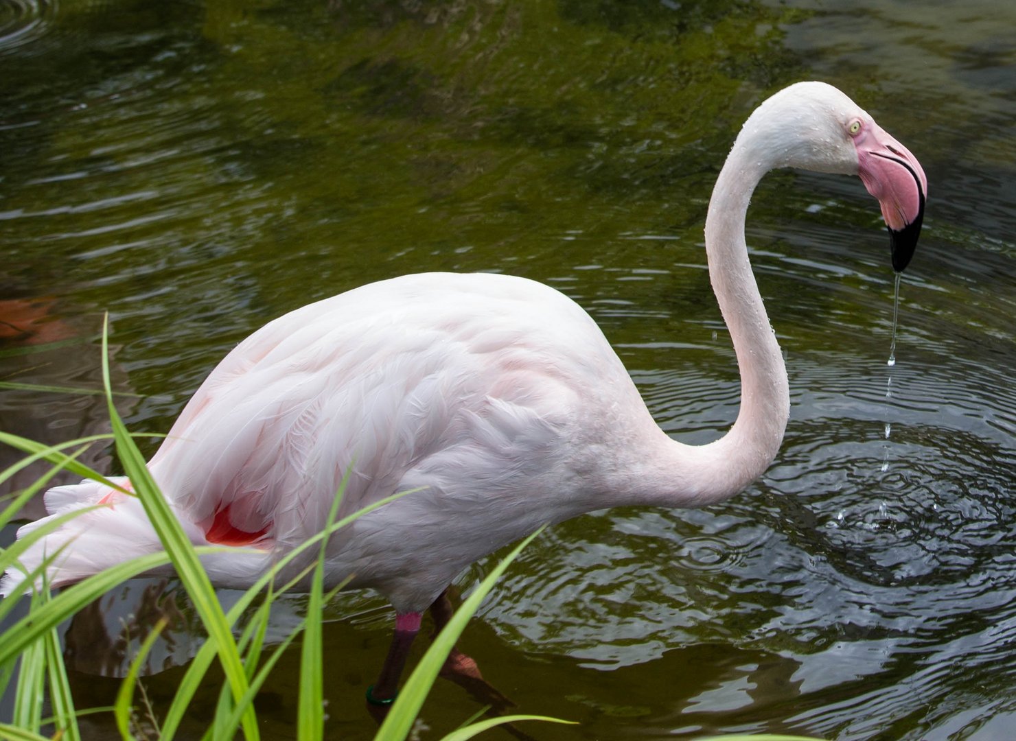 tropfender Flamingo