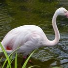 tropfender Flamingo