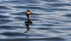 Tropfender Haubentaucher