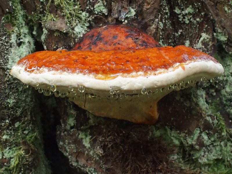 Tropfender Pilz: Rotrandiger Baumschwamm 'Fomitopsis pinicola'