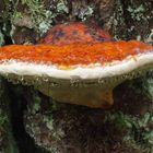 Tropfender Pilz: Rotrandiger Baumschwamm 'Fomitopsis pinicola'