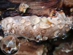 Tropfender Rotrandiger Fichtenporling (Fomitopsis pinicola)