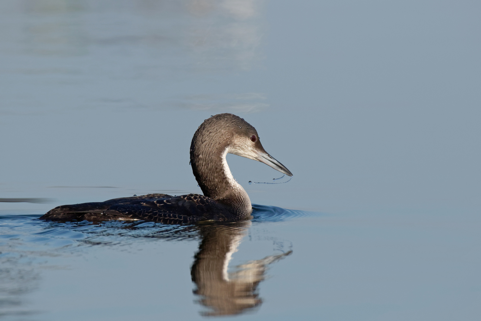 Tropfender Schnabel - Prachttaucher (Gavia arctica)