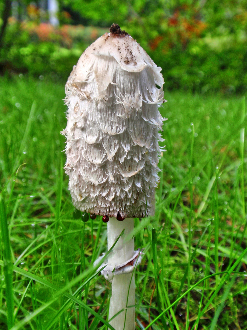 Tropfender Schopftintling (Coprinus comatus)